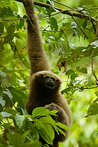 Skywalker hoolock gibbon (Hoolock tianxing) formerly described as Eastern hoolock gibbon (Hoolock leuconedys) Gaoligong Mountains National Nature Reserve, Yunnan Province, China.
