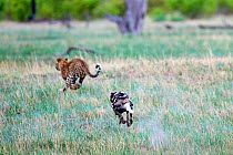 African wild dog (Lycaon pictus) chasing a Leopard (Panthera pardus) Hwange National Park, Zimbabwe. Sequence 2 of 2.