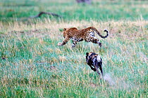 African wild dog (Lycaon pictus) chasing a Leopard (Panthera pardus) Hwange National Park, Zimbabwe. Sequence 1 of 2.