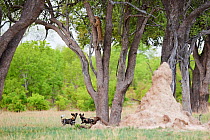 African wild dog (Lycaon pictus) pack at base of tree where the Leopard (Panthera pardus) they were chasing has taken refuge,  Hwange National Park, Zimbabwe.