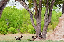 African wild dog (Lycaon pictus) pack at base of tree where the Leopard (Panthera pardus) they were chasing has taken refuge,  Hwange National Park, Zimbabwe.