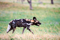 African wild dog (Lycaon pictus) walking in savanna. Hwange National Park, Zimbabwe.
