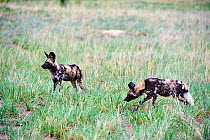 Two African wild dogs (Lycaon pictus) walking in savanna. Hwange National Park, Zimbabwe.