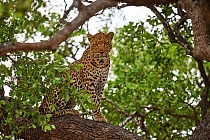 African Leopard (Panthera pardus) in a tree. Hwange National Park, Zimbabwe.