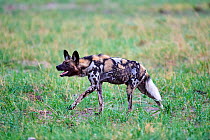 African wild dog (Lycaon pictus) walking in savanna. Hwange National Park, Zimbabwe.