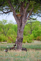 African wild dogs (Lycaon pictus) chasing a Leopard (Panthera pardus) which climbs up a tree to take refuge. Hwange National Park, Zimbabwe.