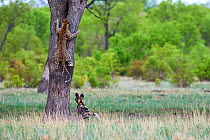 African wild dogs (Lycaon pictus) chasing a Leopard (Panthera pardus) which climbs up a tree to take refuge. Hwange National Park, Zimbabwe. Sequence 2 of 4.