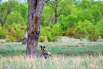 African wild dogs (Lycaon pictus) chasing a Leopard (Panthera pardus) which climbs up a tree to take refuge. Hwange National Park, Zimbabwe. Sequence 1 of 4.
