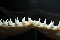 Sandbar shark (Carcharhinus plumbeus) 2.08m specimen,  lower jaw with teeth on display at Oceanographic Museum of Monaco, Principality of Monaco (digitally modified)