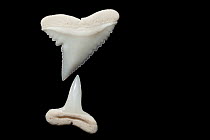 Silky shark (Carcharhinus falciformis) teeth from upper and lower jaws on display at Oceanographic Museum of Monaco, Principality of Monaco (digitally modified)