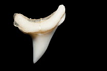 Common thresher shark (Alopias vulpinus) tooth detail, on display at Oceanographic Museum of Monaco, Principality of Monaco (digitally modified)