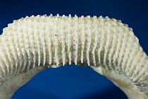 Zebra shark (Stegostoma fasciatum) detail of lower jaw teeth used for crushing shells of molluscs and crustaceans, and for grasping small fish, Birch Aquarium, La Jolla, California, USA