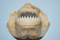 Kitefin shark (Dalatias licha) jaws and teeth on display at Oceanographic Museum of Monaco, Principality of Monaco