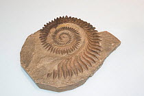 Whorl tooth shark (Helicoprion bessonovi) fossil mould of the spiral lower jaw tooth whorl, 245-290 million years, on display at Oceanographic Museum of Monaco, Principality of Monaco (digitally modif...