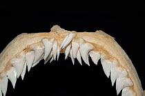 Snaggletooth shark (Hemipristis elongata) teeth from upper jaw, on display at Oceanographic Museum of Monaco, Principality of Monaco (digitally modified)