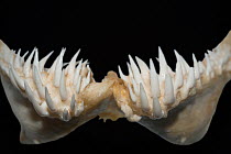 Snaggletooth shark (Hemipristis elongata) teeth from lower jaw, on display at Oceanographic Museum of Monaco, Principality of Monaco (digitally modified)