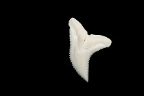 Blue shark (Prionace glauca) tooth from upper jaw, right side, on display at Oceanographic Museum of Monaco, Principality of Monaco (digitally modified)