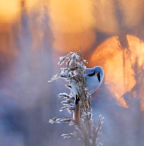 Bearded reedling (Panurus biarmicus) on frosty reed seed head, Helsinki, Finland, January,