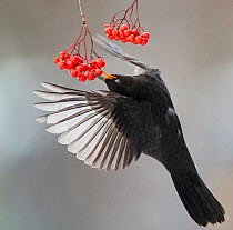 Blackbird (Turdus merula) in flight to feed on berries, Helsinki, Finland. November.