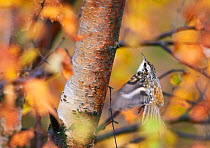 Treecreeper (Certhia familiaris) flying to tree, Uto, Finland, October.