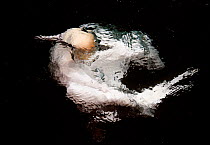 Gannet (Sula bassana) in water, Shetland, UK. July.