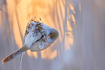 Bearded reedling (Panurus biarmicus) female feeding on reed seeds covered in frost, Espoo, Finland, January.