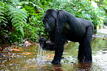 Mountain gorilla (Gorilla beringei beringei) drinking in a mountain stream. Bwindi Impenetrable Forest National Park, Uganda, Africa