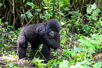 Young mountain gorilla (Gorilla beringei beringei) scratching, Virunga National Park. Democratic Republic of Congo, Africa
