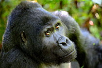 Silverback Mountain gorilla portrait (Gorilla gorilla beringei), Bwindi Impenetrable Forest National Park, Uganda, Africa