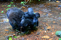 Female Mountain gorilla (Gorilla beringei beringei) with infant on her back, drinking from a mountain stream. Bwindi Impenetrable Forest National Park, Uganda, Africa