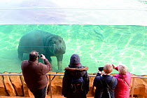 Visitors looking at a female Hippopotamus (Hippopotamus amphibius) through a tank window, captive in Zoo Parc de Beauval, France. Occurs in sub-Saharan Africa.