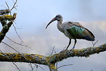 Hadada ibis (Bostrychia hagedash) perched on branch, captive in Zoo Parc de Beauval, France. Occurs in sub-Saharan Africa.