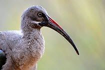Hadada ibis (Bostrychia hagedash) portrait , captive in Zoo Parc de Beauval, France. Occurs in sub-Saharan Africa.