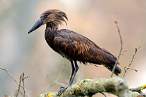 Hamerkop (Scopus umbretta) perched on branch, captive in Zoo Parc de Beauval, France. Occurs in sub-Saharan Africa.