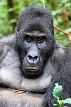 Silverback Eastern lowland gorilla (Gorilla beringei graueri) in equatorial forest of Kahuzi Biega National Park. South Kivu, Democratic Republic of Congo, Africa