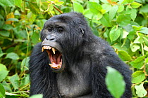 Blackback Eastern lowland gorilla (Gorilla beringei graueri) yawning, in equatorial forest of Kahuzi Biega National Park. South Kivu, Democratic Republic of Congo, Africa