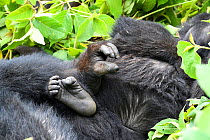Close up of hand and foot of Eastern lowland gorilla (Gorilla beringei graueri) in equatorial forest of Kahuzi Biega National Park. South Kivu, Democratic Republic of Congo, Africa
