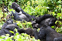 Eastern lowland gorilla (Gorilla beringei graueri) family group resting in equatorial forest of Kahuzi Biega National Park. South Kivu, Democratic Republic of Congo, Africa