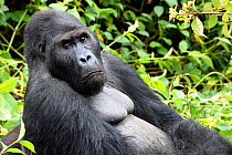 Silverback Eastern lowland gorilla (Gorilla beringei graueri) in equatorial forest of Kahuzi Biega National Park. South Kivu, Democratic Republic of Congo, Africa