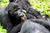 Eastern lowland gorilla (Gorilla beringei graueri) family group resting in equatorial forest of Kahuzi Biega National Park. South Kivu, Democratic Republic of Congo, Africa