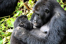 Female Eastern lowland gorilla (Gorilla beringei graueri) nursing in equatorial forest of Kahuzi Biega National Park. South Kivu, Democratic Republic of Congo, Africa