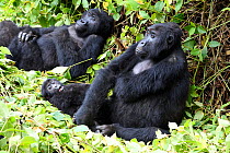 Female Eastern lowland gorilla (Gorilla beringei graueri) resting with baby in equatorial forest of Kahuzi Biega National Park. South Kivu, Democratic Republic of Congo, Africa