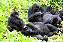 Eastern lowland gorilla (Gorilla beringei graueri) group grooming in equatorial forest of Kahuzi Biega National Park. The young male in the front has an amputated hand, probably by a trap. South Kivu,...