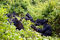 Eastern lowland gorilla family group (Gorilla beringei graueri) resting and grooming in equatorial forest of Kahuzi Biega National Park. South Kivu, Democratic Republic of Congo. Africa