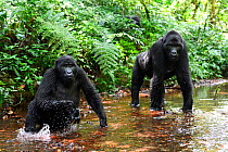 Two Mountain gorillas (Gorilla beringei beringei) standing in a mountain stream. Bwindi Impenetrable Forest National Park, Uganda, Africa