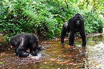 Mountain gorilla (Gorilla beringei beringei) drinking from a mountain stream. Bwindi Impenetrable Forest National Park, Uganda, Africa
