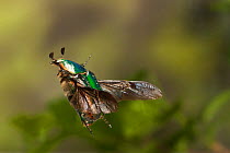 Beetle (Euphoria fulgida) in flight Travis County, Texas, USA. Controlled conditions. March