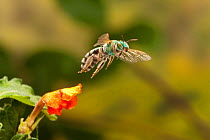 Metallic green bee (Agapostemon sp.) female in flight Travis County, Texas, USA. Controlled conditions. March