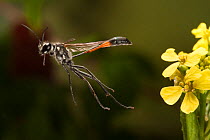 Thread-waisted wasp (Ammophila sp.) taking off, Travis County, Texas, USA. Controlled conditions. March