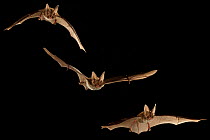 Rafinesque's big-eared bat (Corynorhinus rafinesquii) composite image of bats flying, Texas, USA, March. Controlled conditions. March